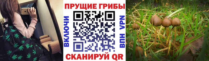 что такое   Майкоп  Галлюциногенные грибы Psilocybine cubensis 